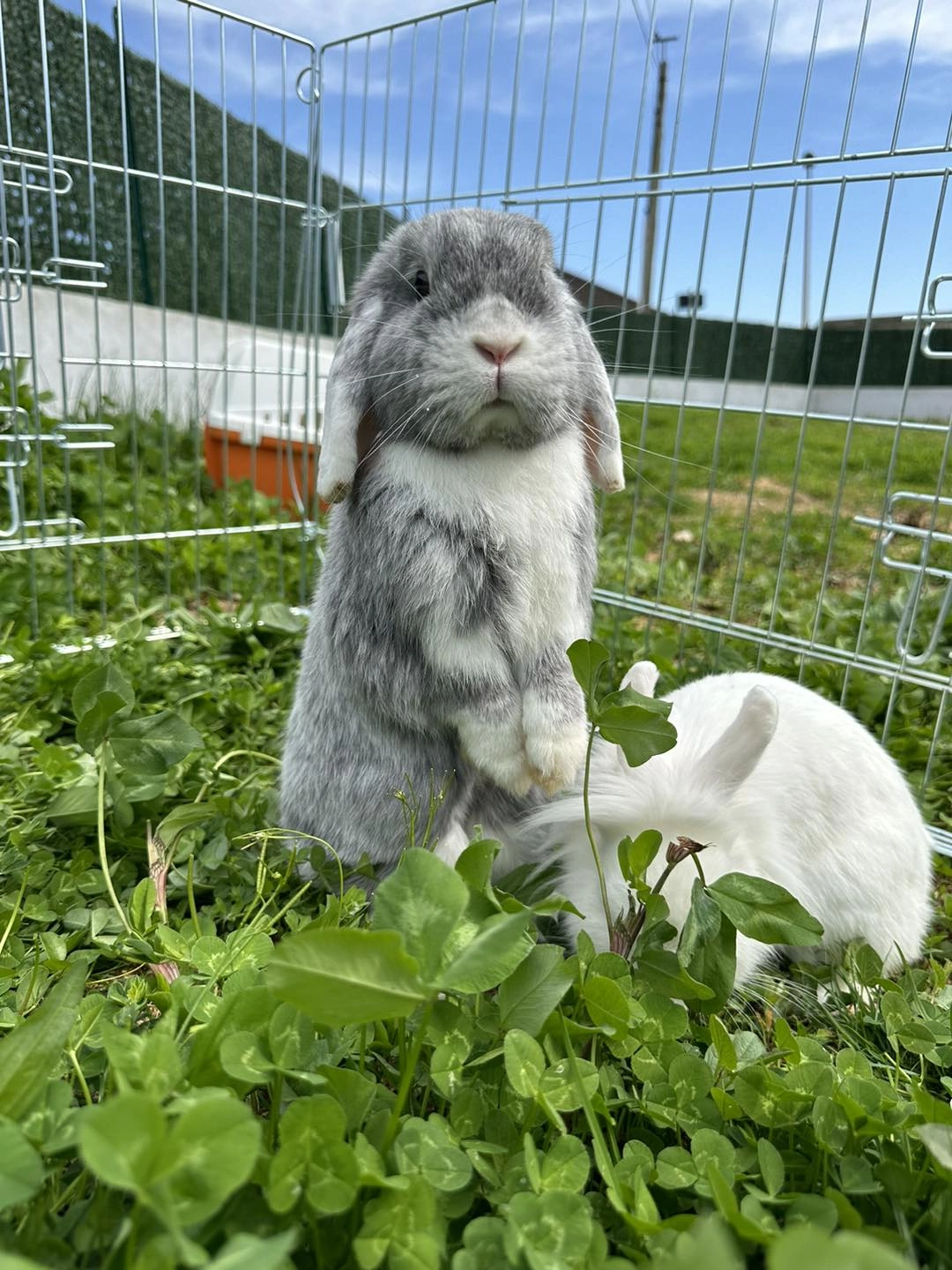 lapins